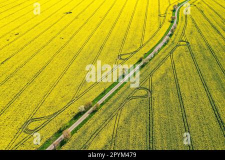 Sornzig, Deutschland. 04. Mai 2023. Eine schmale Straße schlängelt sich zwischen zwei Rapsfeldern. Der feuchte Monat März war gut für den Raps, obwohl das feuchte und kalte Wetter die Landwirte bei der Aussaat des Sommergetreides etwas verzögert hat. Kredit: Jan Woitas/dpa/Alamy Live News Stockfoto
