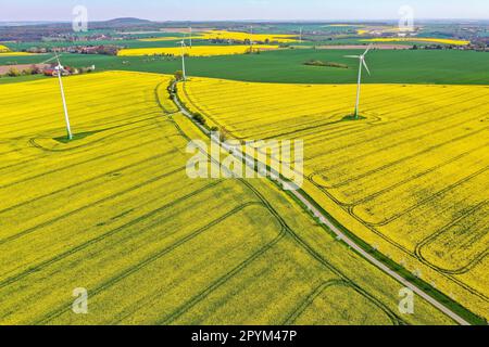 Sornzig, Deutschland. 04. Mai 2023. Eine schmale Straße schlängelt sich zwischen zwei Rapsfeldern. Der feuchte Monat März war gut für den Raps, obwohl das feuchte und kalte Wetter die Landwirte bei der Aussaat des Sommergetreides etwas verzögert hat. Kredit: Jan Woitas/dpa/Alamy Live News Stockfoto
