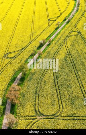 Sornzig, Deutschland. 04. Mai 2023. Eine schmale Straße schlängelt sich zwischen zwei Rapsfeldern. Der feuchte Monat März war gut für den Raps, obwohl das feuchte und kalte Wetter die Landwirte bei der Aussaat des Sommergetreides etwas verzögert hat. Kredit: Jan Woitas/dpa/Alamy Live News Stockfoto