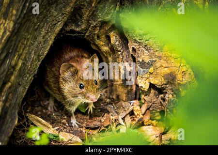 Eine kleine Maus sieht aus ihrer Höhle in einem Baum Stockfoto