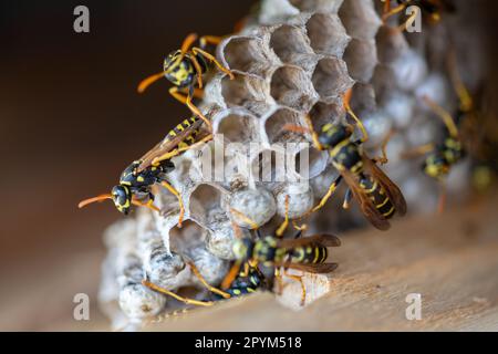 Makroaufnahme eines Wespennestes mit ein paar Wespen. Hochwertiges Foto Stockfoto