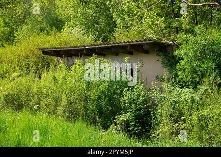 Eine alte Hütte, versteckt im Dickicht und überwuchert. Hochwertiges Foto Stockfoto