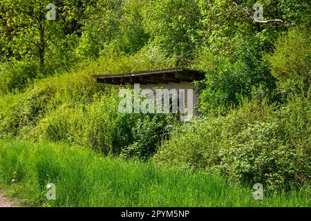 Eine alte Hütte, versteckt im Dickicht und überwuchert Stockfoto