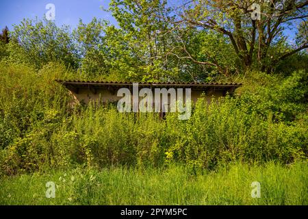 Eine alte Hütte, versteckt im Dickicht und überwuchert Stockfoto