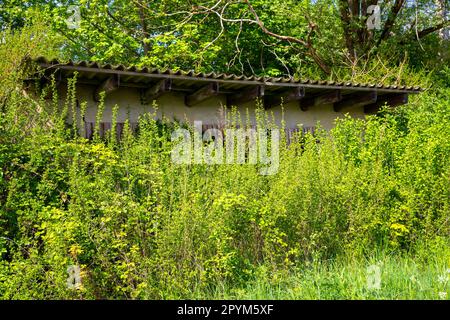 Eine alte Hütte, versteckt im Dickicht und überwuchert Stockfoto