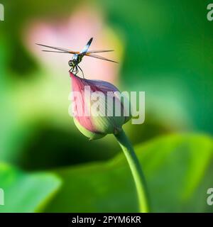 Libelle ruht auf Lotusblume, ungeöffnete Lotusblume, Lotusblätter, Nahaufnahme, Lotusblume Nahaufnahme, libelle Nahaufnahme Stockfoto