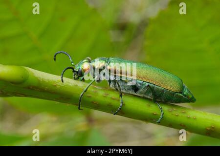 Die Spanische Fliege Lytta vesicatoria ist ein aposematischer smaragdgrüner Käfer in der Blasenkäfer-Familie Meloidae Coleoptera. Stockfoto