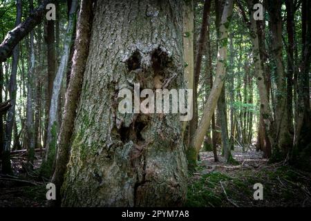 Gruselig aussehender Baum in einem dunklen Wald mit dem Aussehen eines menschlichen Gesichts in der Rinde Stockfoto