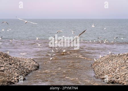 Möwen fliegen über einen hellbraunen Fluss, der ins Meer fließt, und fangen Fische. Stockfoto