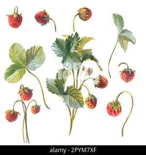 Wilde Erdbeeräste und Blätter bilden sich. Handgezeichnete Aquarelldarstellung auf weißem Hintergrund. Stockfoto