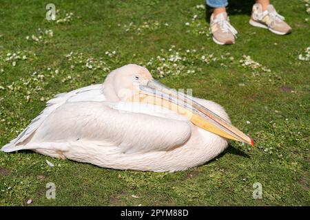 London UK. 4. Mai 2023 Rosa Pelikane (Pelecanus rufescens), die im Saint James Park in der Sonne ruhen. Die Vorhersage ist für sonnige, sonnige Anfälle mit der Möglichkeit von Regenschauern während der Krönung in London. Kredit: amer Ghazzal/Alamy Live News Stockfoto