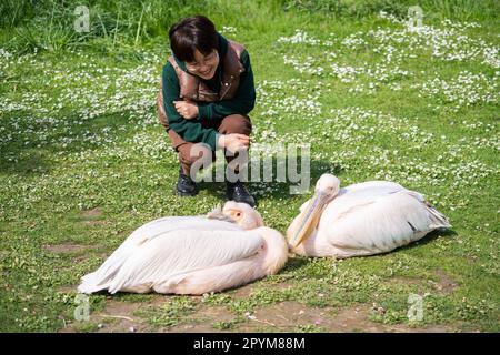 London UK. 4. Mai 2023 Touristen bewundern die rosa Pelikane (Pelecanus rufescens), die sich im Sonnenschein im Saint James Park ausruhen. Die Vorhersage ist für sonnige, sonnige Anfälle mit der Möglichkeit von Regenschauern während der Krönung in London. Kredit: amer Ghazzal/Alamy Live News Stockfoto