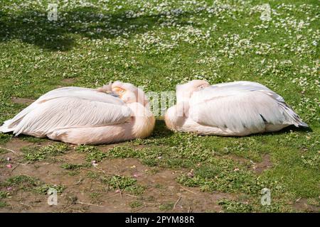 London UK. 4. Mai 2023 Rosa Pelikane (Pelecanus rufescens), die im Saint James Park in der Sonne ruhen. Die Vorhersage ist für sonnige, sonnige Anfälle mit der Möglichkeit von Regenschauern während der Krönung in London. Kredit: amer Ghazzal/Alamy Live News Stockfoto