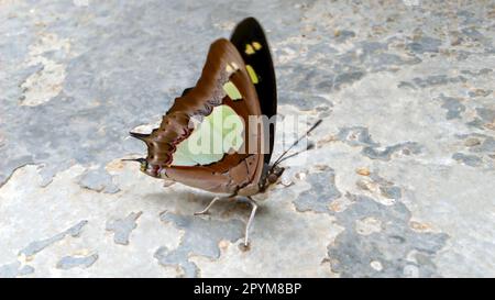 Eine atemberaubende Nahaufnahme eines gewöhnlichen Nawab-Schmetterlings unterstreicht seine lebendigen, komplizierten Flügelmuster. Dieser Schmetterling kommt häufig in tropischem Asien vor. Stockfoto