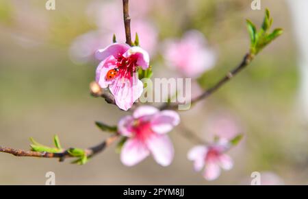 Marienkäfer auf einer Blume, Makrofoto. Frühlingsgarten mit blühenden Bäumen. Stockfoto