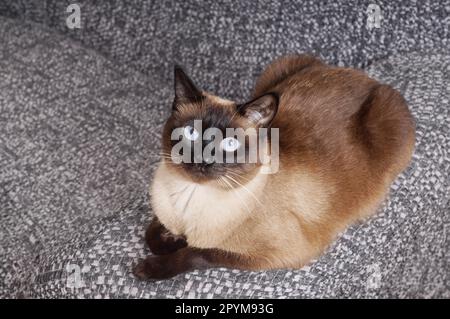 entspannte Siamkatze auf couch Stockfoto