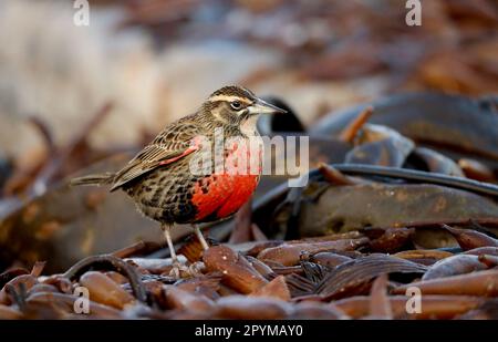 Langschwanzmeadowlark (Leistes loyca falklandicus) Falklandinseln Stockfoto