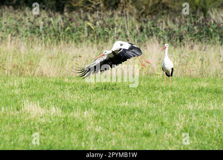 Ein Storch fliegt über eine Wiese Stockfoto