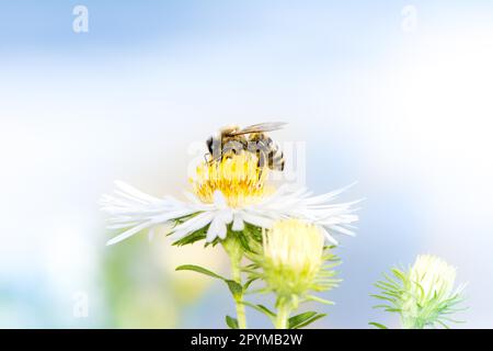 Honigbiene, die Nektar auf einer weißen Osterblume sammelt Stockfoto