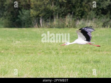 Ein Storch fliegt über eine Wiese Stockfoto