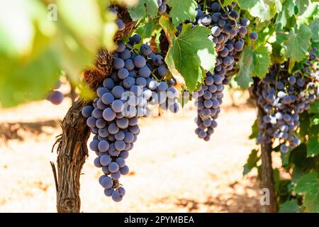 Campo de vides, Santa Maria, Mallorca, islas baleares, España, europa Stockfoto