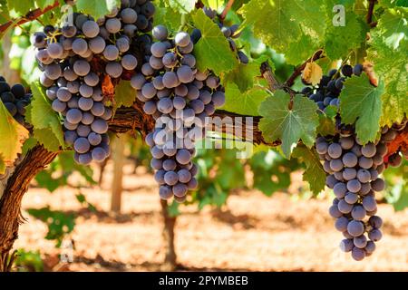 Weinfeld, Santa Maria, Mallorca, Balearen, Spanien, Europa Stockfoto