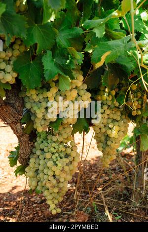 Campo de vides, Santa Maria, Mallorca, islas baleares, España, europa Stockfoto