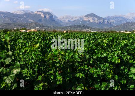 Weinfeld, Santa Maria, Mallorca, Balearen, Spanien, Europa Stockfoto