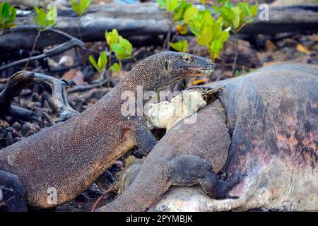 Komododrachen (Varanus komodoensis) auf Büffelschlachtkörpern im Mangrovengebiet, Insel Rinca, Indonesien Stockfoto