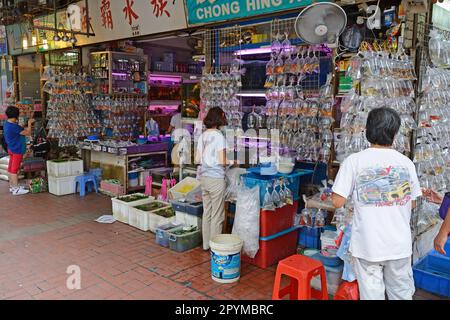 Abgepackter Aquariumfisch, typisches Aquariumgeschäft in Kowloon, Hongkong, China Stockfoto