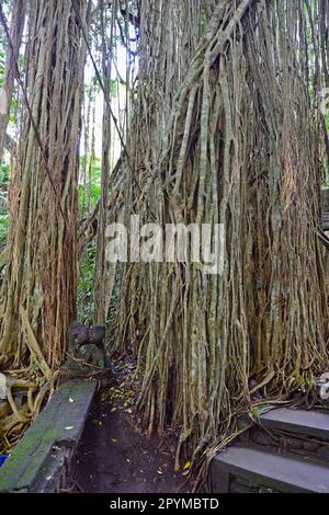 Die irdischen Wurzeln eines Ficus, der Tempel des Heiligen Frühlings, der Affenwald, Ubud, Bali, Indonesien Stockfoto