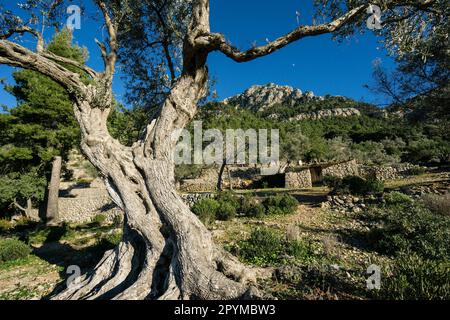 Deia, Sierra de Tramuntana, Mallorca, Balearen, Spanien, Europa Stockfoto