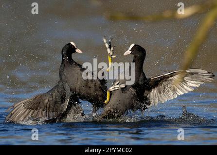 Eurasischer Coot (Fulica atra), Coot, gewöhnliche Coots, Coots, Schienen, Tiere, Vögel, gemeiner Coot, zwei Erwachsene, in territorialem Streit, kämpfen auf dem Wasser Stockfoto