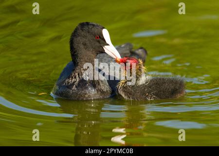 Coot (Fulica atra) Küken, die Erwachsene füttern, Schwimmen, Two Tree Island Nature Reserve, Essex, England, Großbritannien Stockfoto