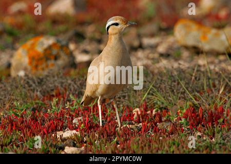 Cremefarbener Courser (Cursorius Cursor), Erwachsener, Fuerteventura, Kanarische Inseln Stockfoto