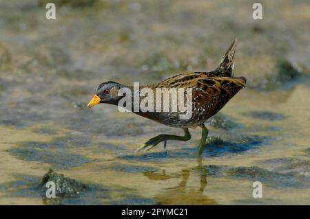 Fleckenkrake (Porzana porzana), Erwachsener, Fütterung im flachen Wasser, Lesvos, Griechenland Stockfoto