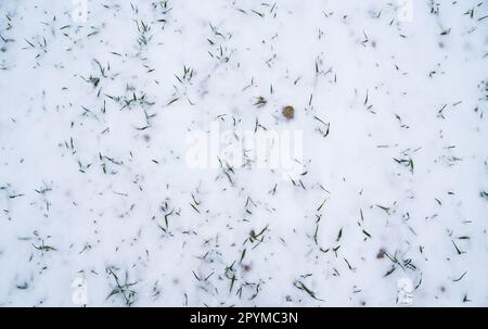 Grüne junge Sprossen von Weizen, Gerste, Roggen unter der Schicht von frischem Schnee im Frühling. Stockfoto