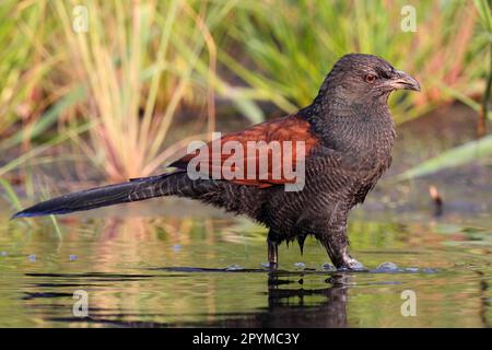Greater Coucal (Centropus sinensis), Erwachsener, Spaziergang im flachen Wasser, Mai Po, New Territories, Hongkong, China Stockfoto