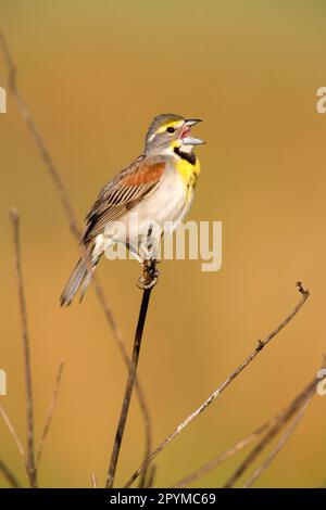 Dickcissel (Spiza americana) männlich, gesungen, auf dem Stamm (U.) S. A. Stockfoto