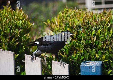 Strepera gracinula, Black Shrike Crow, Black Shrike Crows, Dickschnabel Shrike Crow, Dickschnabel Shrike Crows, Krähe, Raven Stockfoto