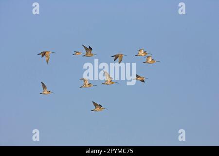 Eurasischer Curlew (Numenius arquata), Curlews, Animals, Birds, Waders, Eurasische Curlew-Herde, im Flug, Norfolk, England, Herbst Stockfoto