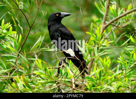 Strepera gracinula, Black Shrike Crow, Black Shrike Crows, Dickschnabel Shrike Crow, Dickschnabel Shrike Crows, Krähe, Raven Stockfoto