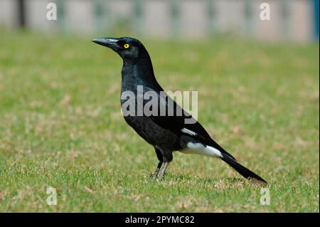 Strepera gracinula, Black Shrike Crow, Black Shrike Crows, Dickschnabel Shrike Crow, Dickschnabel Shrike Crows, Krähe, Raven Stockfoto