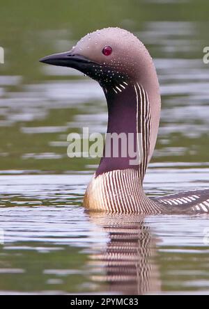 Schwarzkehlkopflippe (Gavia arctica), Erwachsener, Sommerzucht, Nahaufnahme von Kopf und Hals, Schwimmen auf See, Finnland Stockfoto