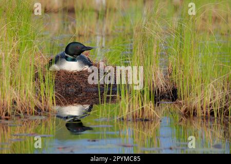 Great Northern Diver (Gavia immer), Erwachsener, Sommerzucht, sitzt im Nest am See, North Michigan (U.) S.A. Stockfoto