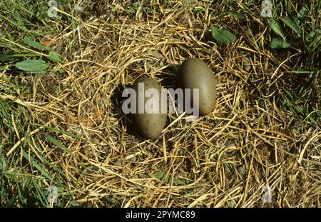 Schwarzkehlchen-Nester (Gavia arctica) mit zwei Eiern Stockfoto