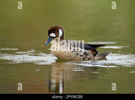 Bronzegeflügelente Ente (Speculanas specularis), Erwachsene, Baden auf Wasser, Torres del Paine N. P. Südpatagonien, Chile Stockfoto