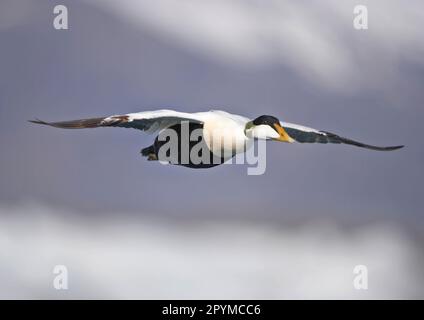 Seeeider (Somateria mollissima), erwachsener Mann, im Flug, Jokulsarlon, Island Stockfoto