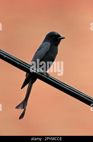 Schwarzer Drongo (Dicrurus macrocercus harterti), Erwachsener, hoch oben auf der Powerline in der Stadt, Taipei, Taiwan Stockfoto