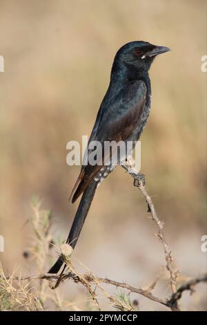 Schwarzer Drongo (Dicrurus macrocercus), unreif, hoch oben auf dem Strauch, Gujarat, Indien Stockfoto